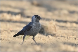 <p>KAVKA OBECNÁ (Corvus monedula) /Western jackdaw - Dohle/</p>